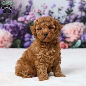 Bailey, Miniature Poodle Puppy